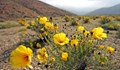 Най-сухата пустиня в света се покри с цветя