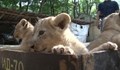 РИОСВ - Русе: Община Разград да спре размножаването на лъвовете