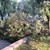 Разчистваха паднали дървета след бурята в Русенско
