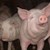Африканска чума плъзва по свинете