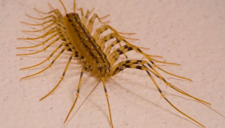 Те не могат да пренесат сериозни микроби и болести във вашия дом за разлика от хлебарките