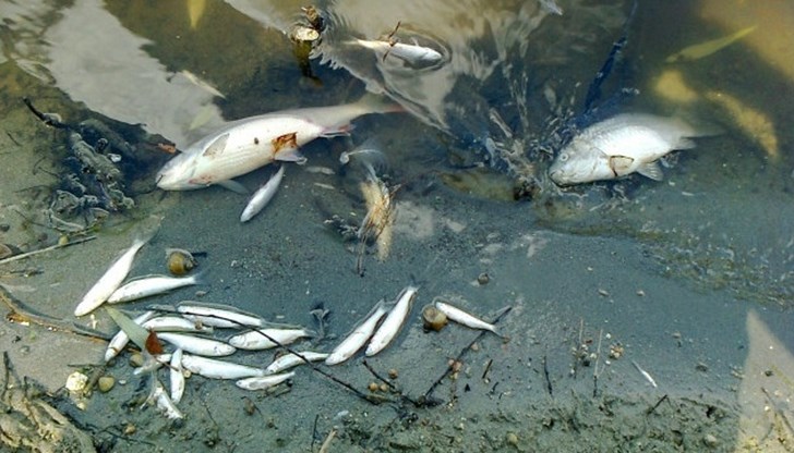 Бракониери избиват по жесток начин рибата