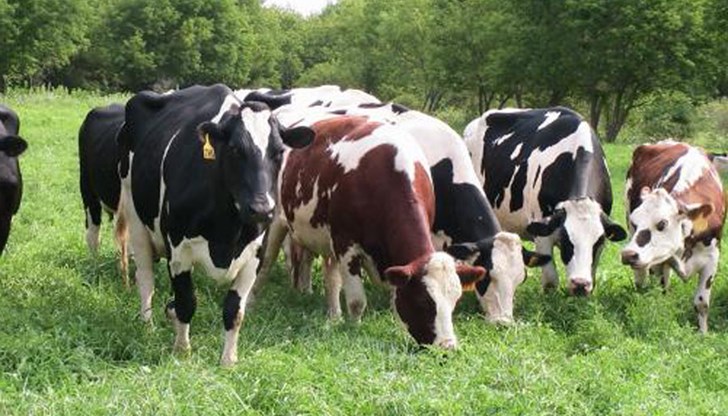 75% от средствата се осигуряват от Европейския земеделски фонд за развитие на селските райони 75% от средствата се осигуряват от Европейския земеделски фонд за развитие на селските райони