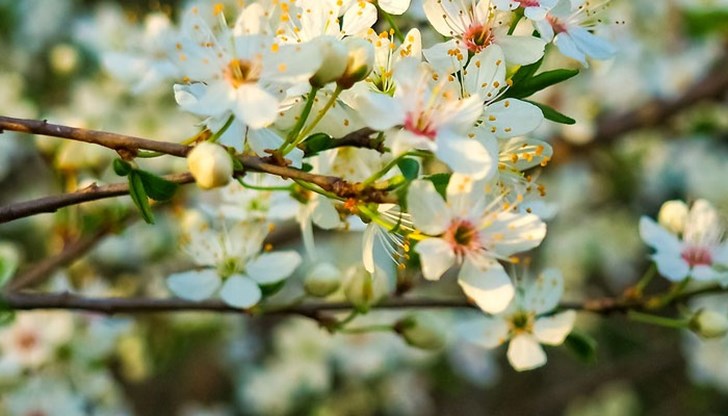 Само преди две седмици започна да цъфти и люляк