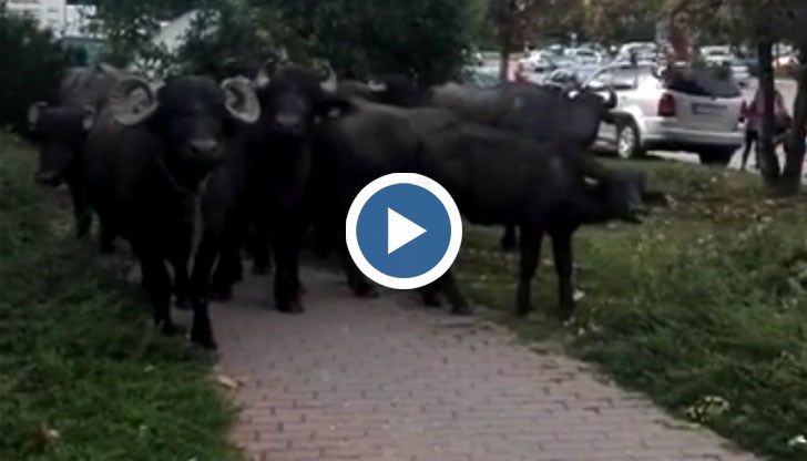 Колоритната сцена се разигра около метростанция „Западен парк“