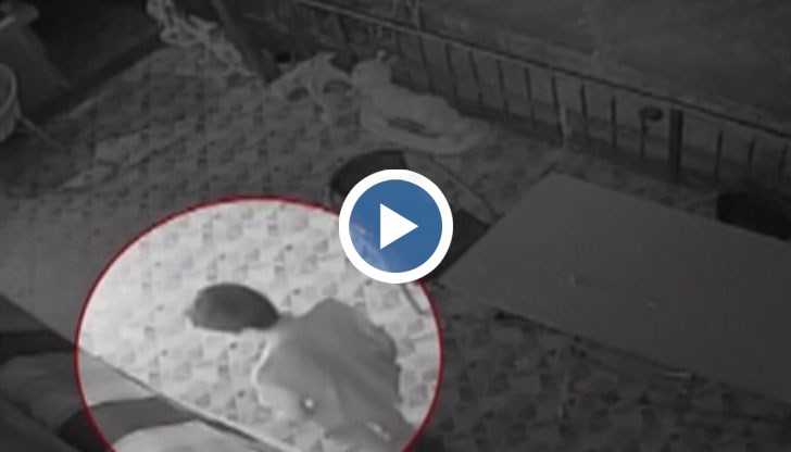 Охранителни камери заснеха наглата кражба от младеж, който отарашил няколко къщи в квартала