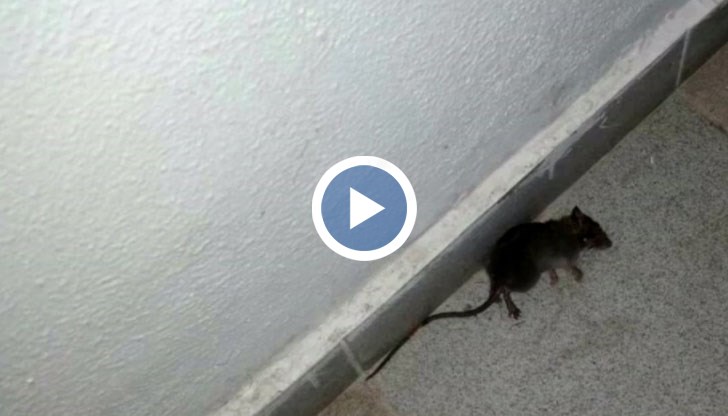 Пускаш мивката и кранове остават в ръцете ти