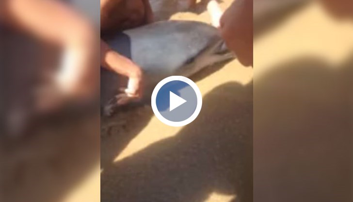 Безпомощното животно заседнало в пясъка с рибарска кука в устата