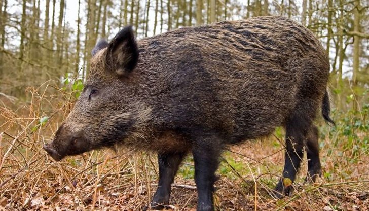 Бойните глигани щели да се използват за патрулни действия в Донбас Бойните глигани щели да се използват за патрулни действия в Донбас