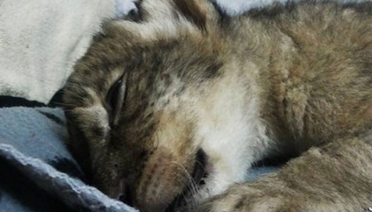 Майката изоставя малките си и те буквално са стъпкани от възрастните лъвове, като само две оцеляват