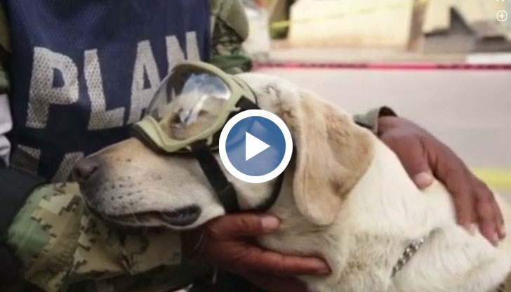 Женският златист лабрадор търси признаци на живот под руините