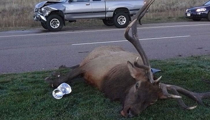 Еленът е прибран от служители на Държавното горското стопанство "Черни Лом" / Снимката е илюстративна Еленът е прибран от служители на Държавното горското стопанство "Черни Лом" / Снимката е илюстративна