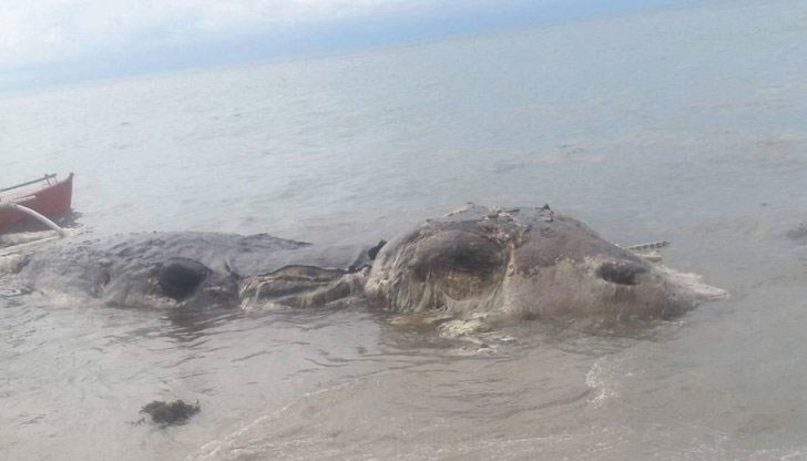 Звярът е с дължина на боен самолет