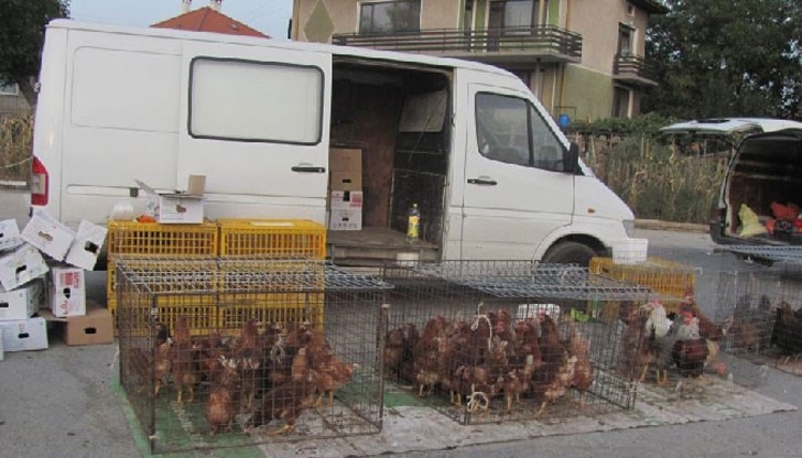 Започват проверки съвместно с полицията по пазарите за животни в областта / Снимката е илюстративна Започват проверки съвместно с полицията по пазарите за животни в областта / Снимката е илюстративна