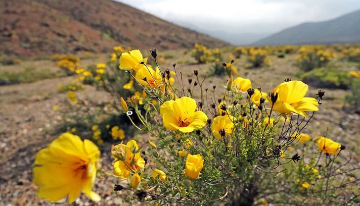 Безплодната пустош разцъфтя през август