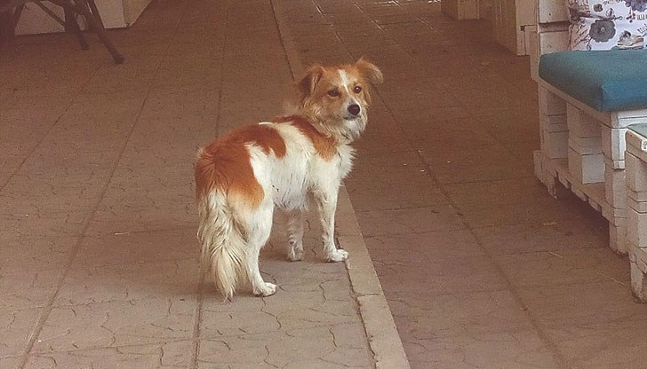Женското кученце с каишка стои през магазин СБА
