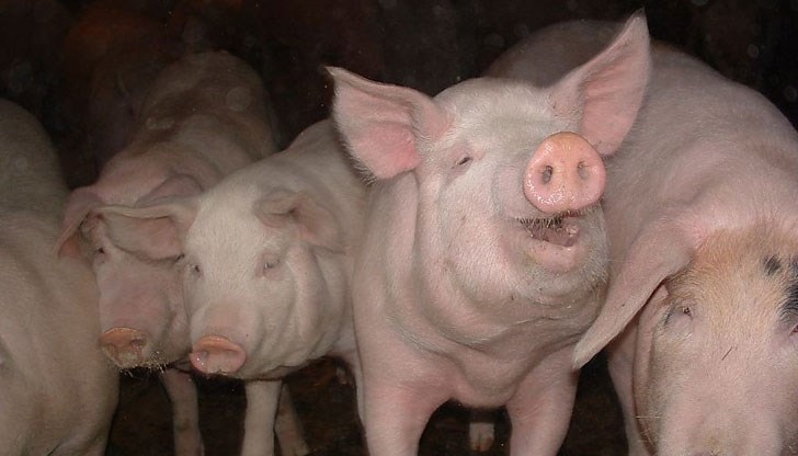 Засега естествената преграда е река Дунав Засега естествената преграда е река Дунав