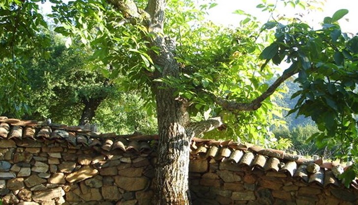 Ако има орех, или черница, всички в къщата умират Ако има орех, или черница, всички в къщата умират