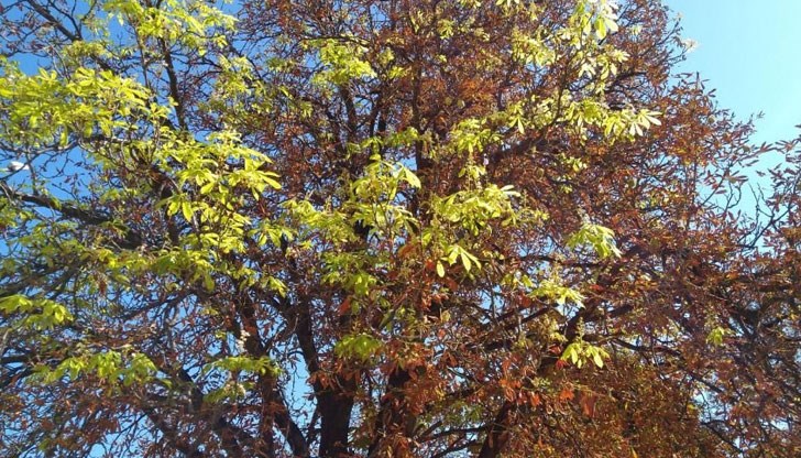 Ако някое дърво разцъфти в края на лятото или през есента, според народните поверия то е предвестник на много студена зима