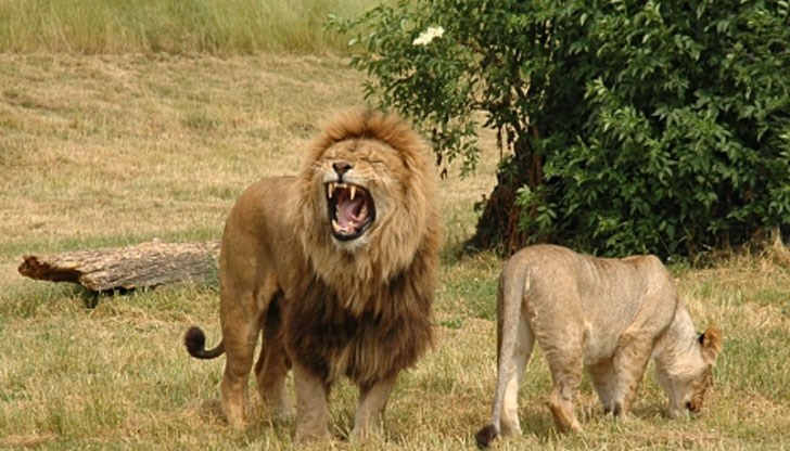 Скот решил да си завре ръката в устата на малкия лъв въпреки предупрежденията...