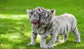 Бели тигърчета разкъсаха пазача си в зоопарк