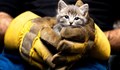 Русенски пожарникари спасиха малки котенца
