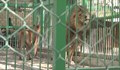 Зоопаркът в Разград не би трябвало изобщо да работи