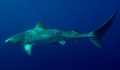 Гмуркач преплува 8 километра, подгонен от тигрова акула