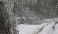 Десетки паднали дървета запречват пътя за Бузлуджа