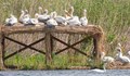Създават по-добри условия за гнездене на пеликаните в "Сребърна"