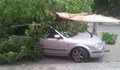 Дърво се стовари върху „Фиат“ на улица "Мостова"