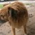 Русенка търси изгубено кученце вече 3 месеца