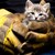 Русенски пожарникари спасиха малки котенца