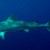 Гмуркач преплува 8 километра, подгонен от тигрова акула
