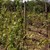 Градушката унищожи над 20% от винените сортове грозде в Русенско