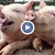 Африканска чума по свинете в Русенска област