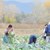 Българският земеделски работник е сред най-бедните в Европа