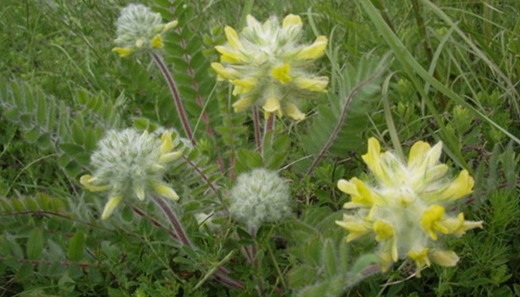 Новата защитена местност ще опазва критично застрашения растителен вид вълнестоцветно сграбиче (Astragalus dasyanthus) Новата защитена местност ще опазва критично застрашения растителен вид вълнестоцветно сграбиче (Astragalus dasyanthus)