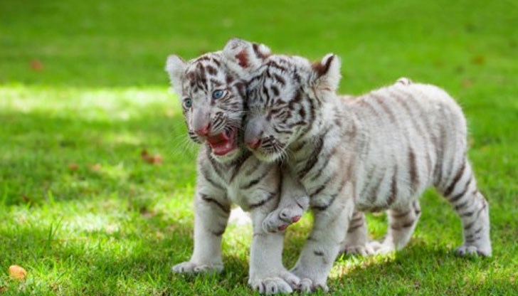 Хора от персонала се втурнали, за да помогнат, но мъжът вече бил мъртъв