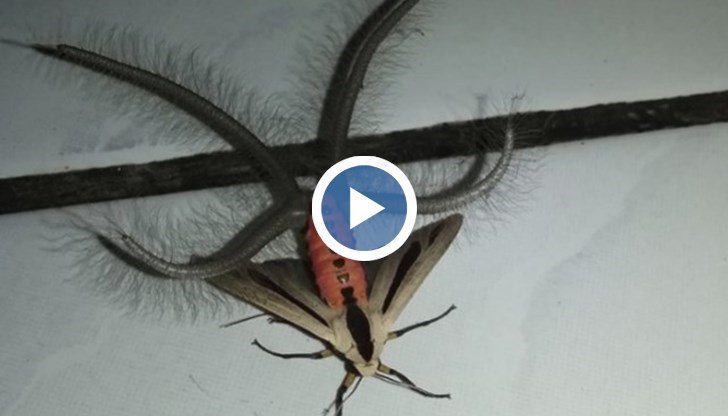 Буболечката прилича на пеперуда, но има огромни космати пипала