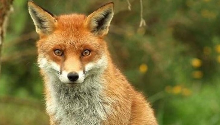 От утре започва втората ваксинация по въздух срещу бяс при дивите хищници