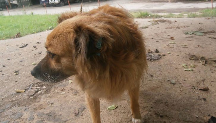 Животинчето последно е било видяно в квартал "Чародейка"