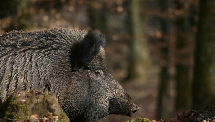 Вижте кога и какво е позволено да се ловува Вижте кога и какво е позволено да се ловува