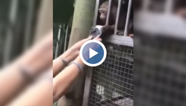 Упоритата животинка не пуска телефона и всячески се опитва да го издърпа