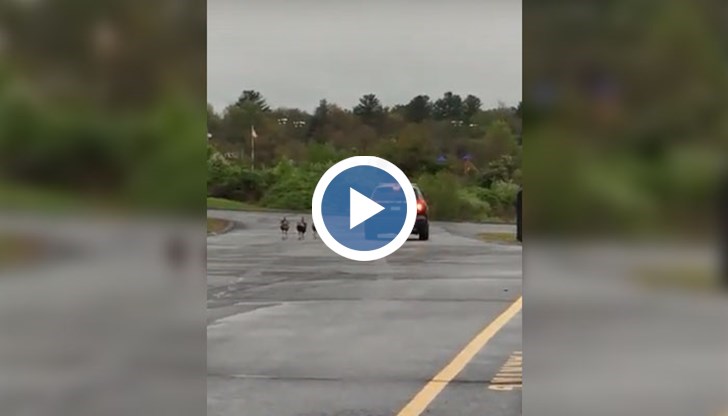 В Масачузетс предупреждават хората да бъдат бдителни с лютите пернати