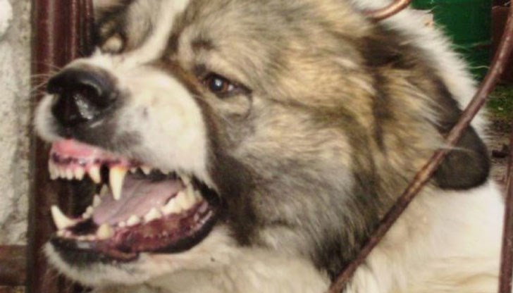 Собственикът на кучето е задържан