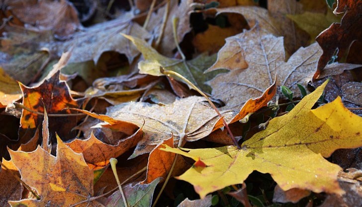 С пожелания за хубав старт на новата седмица!