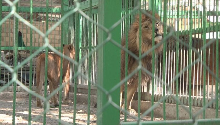 Лъвът Асен се гледа в тясно тъмно помещение, има рахит и е осакатен Лъвът Асен се гледа в тясно тъмно помещение, има рахит и е осакатен
