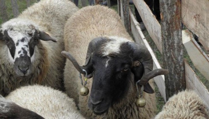Става въпрос за овцевъд от село Трапище, на когото са починали 6 овце