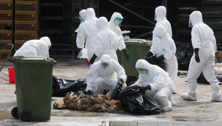 Започна масово избиване на домашни птици Започна масово избиване на домашни птици